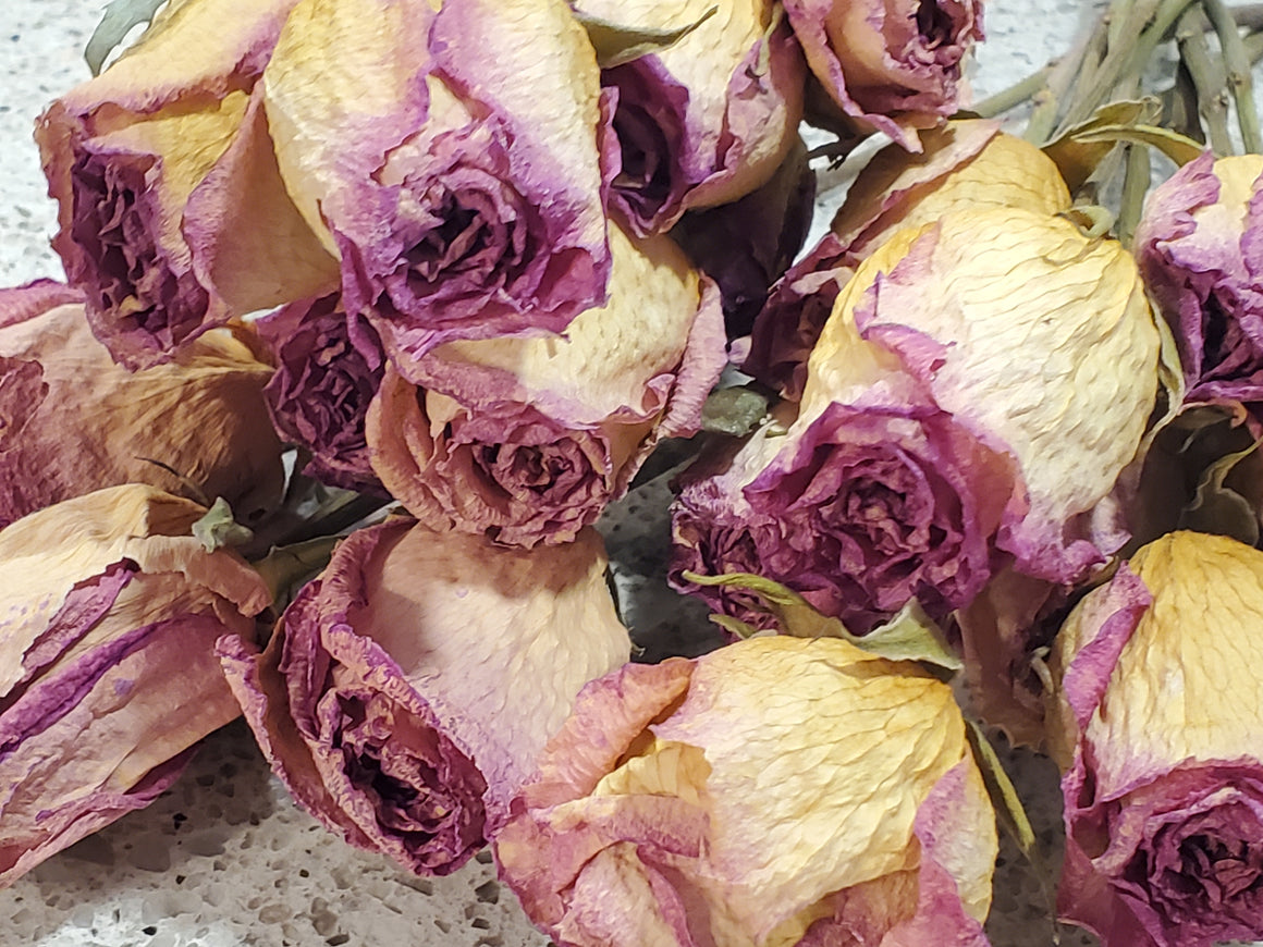 Dried Roses, Cream with Pink Edges 1 Dozen)