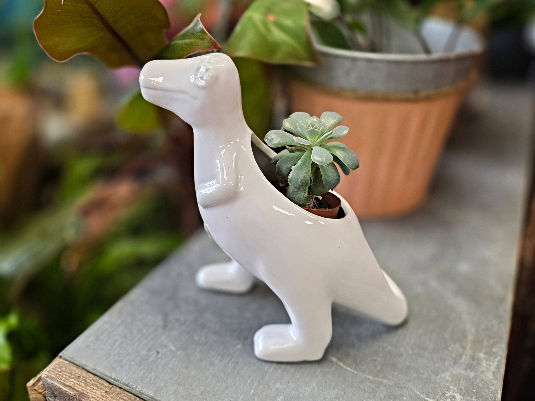 dinosaur succulent planter Ceramic Dinosaur Planter with Succulent