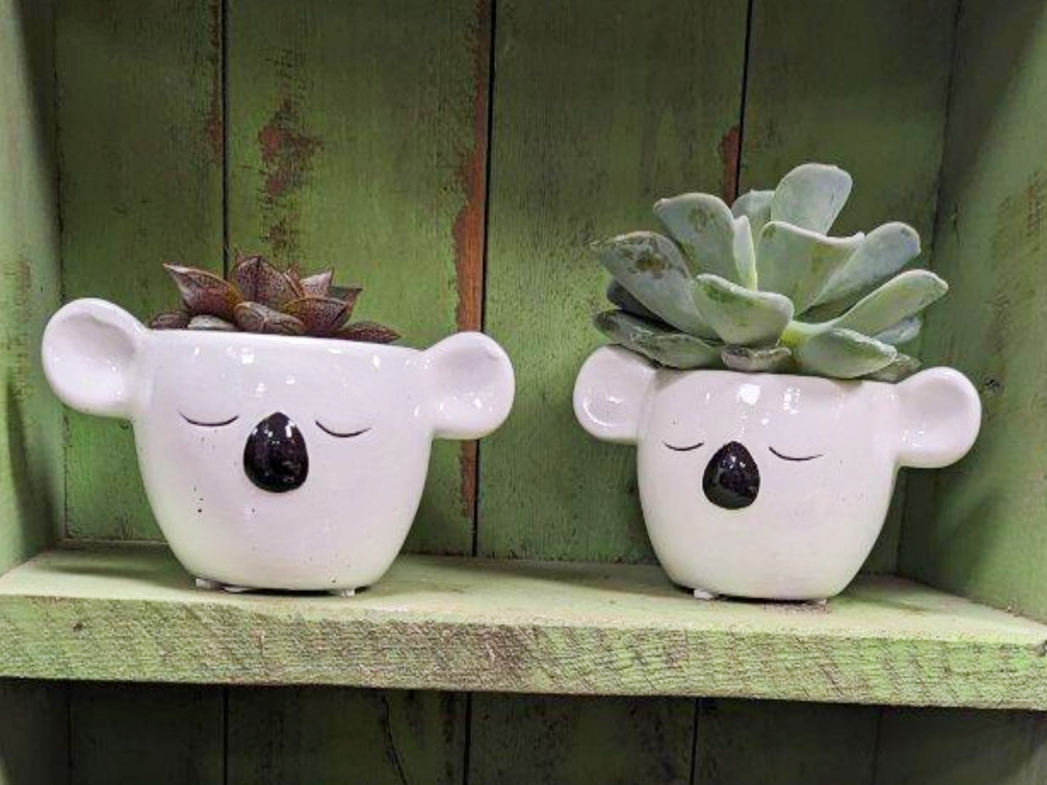 koala plant pot Koala Ceramic Pot with Succulent