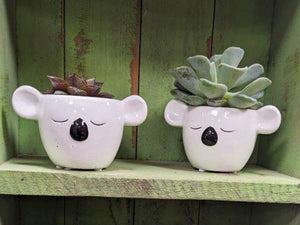 Koala Ceramic Pot with Succulent