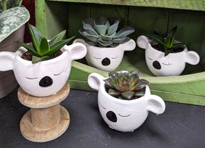 Koala Ceramic Pot with Succulent