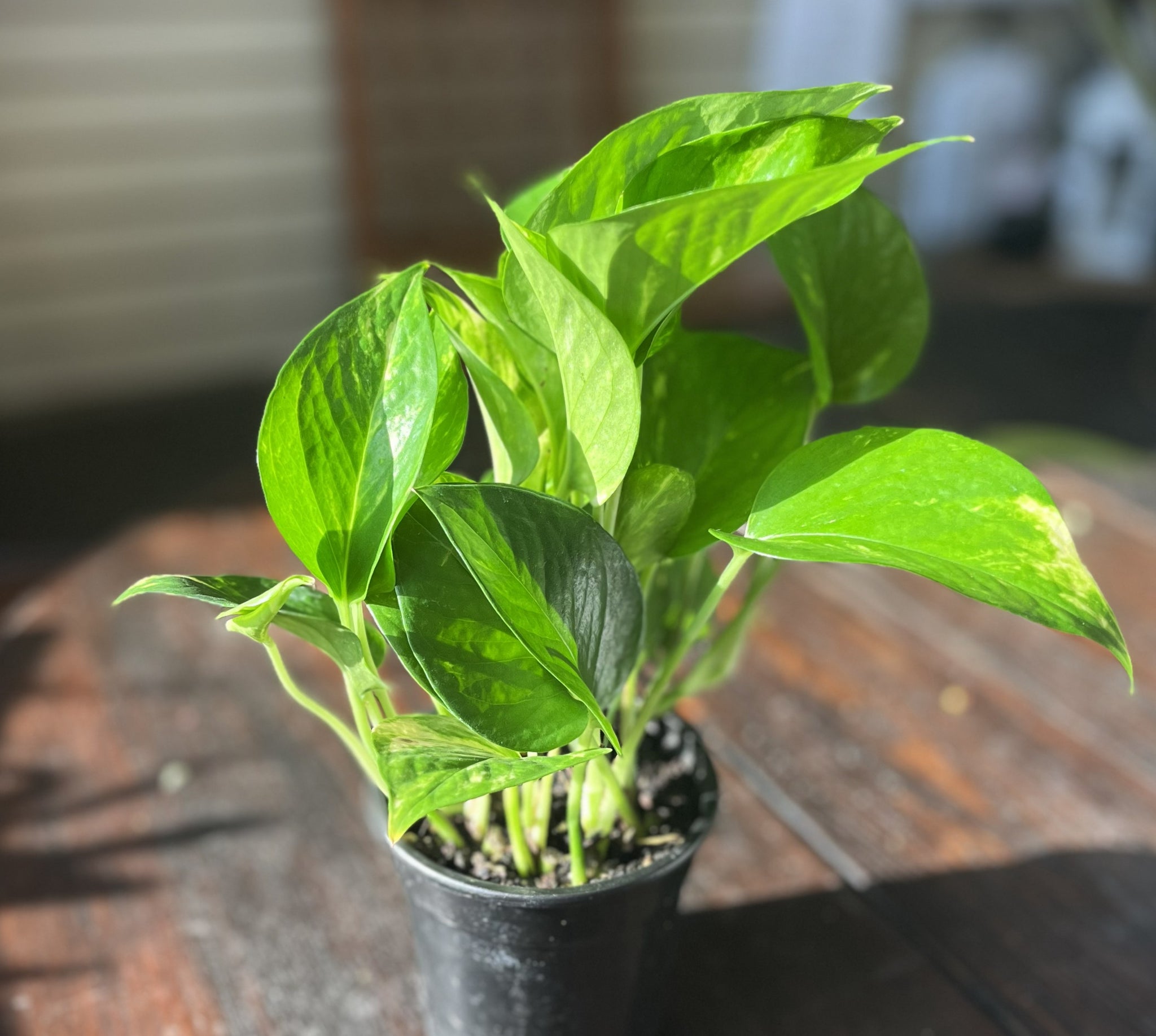 Pothos