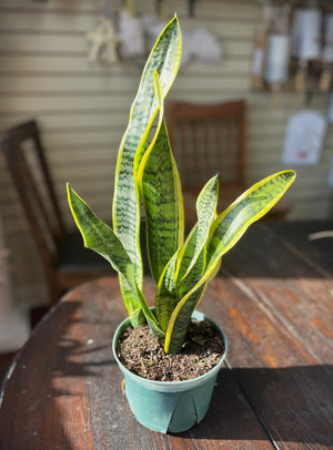 Mother-in-Laws Tongue, Snake Plant
