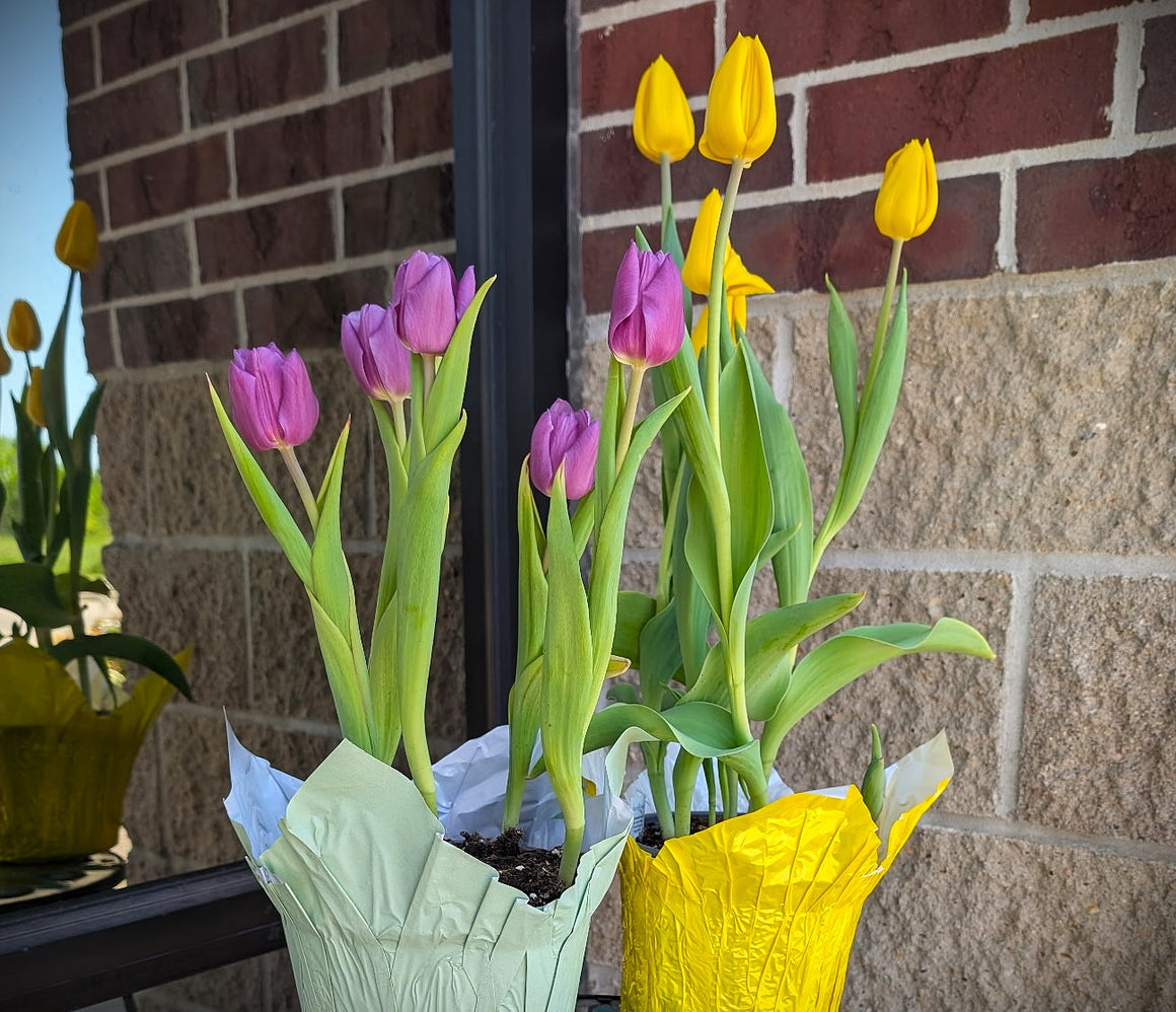 Tulips, Potted Bulb