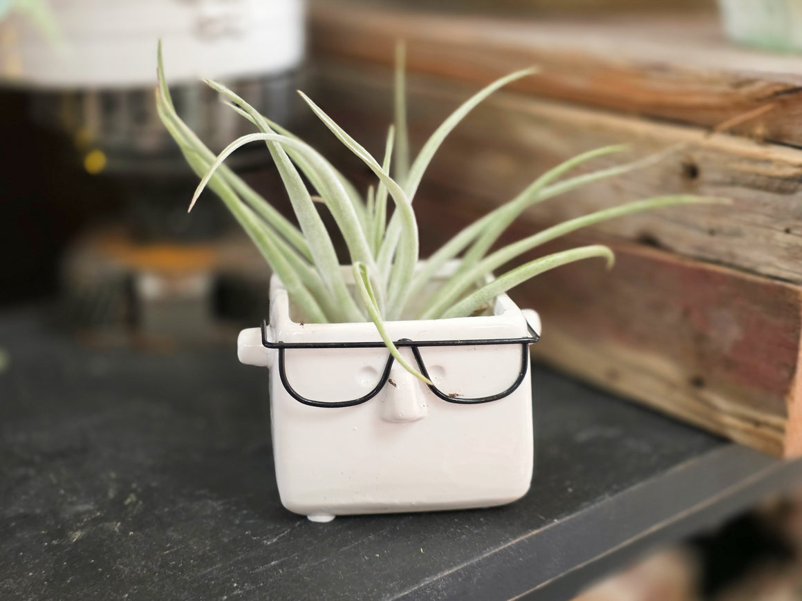 Ceramic Guy with Glasses Planter with Air Plant