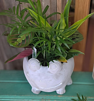 Cement Frog Planter with Plants
