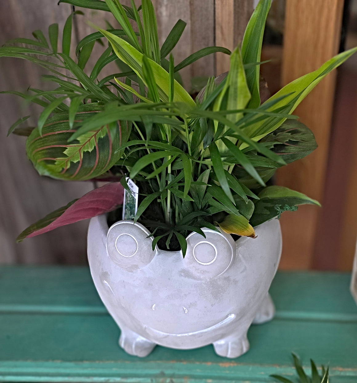 Cement Frog Planter with Plants