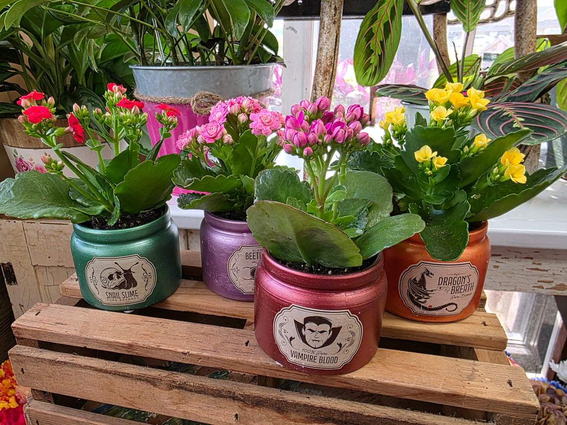Mini Kalanchoe in Halloween Container (Assorted)