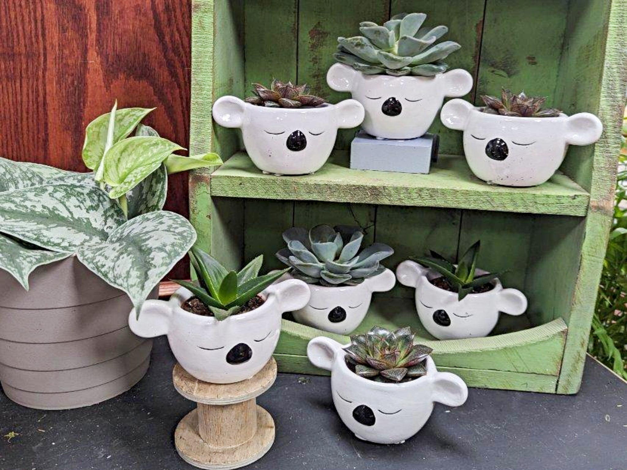ceramic pots for succulent plants Koala Ceramic Pot with Succulent
