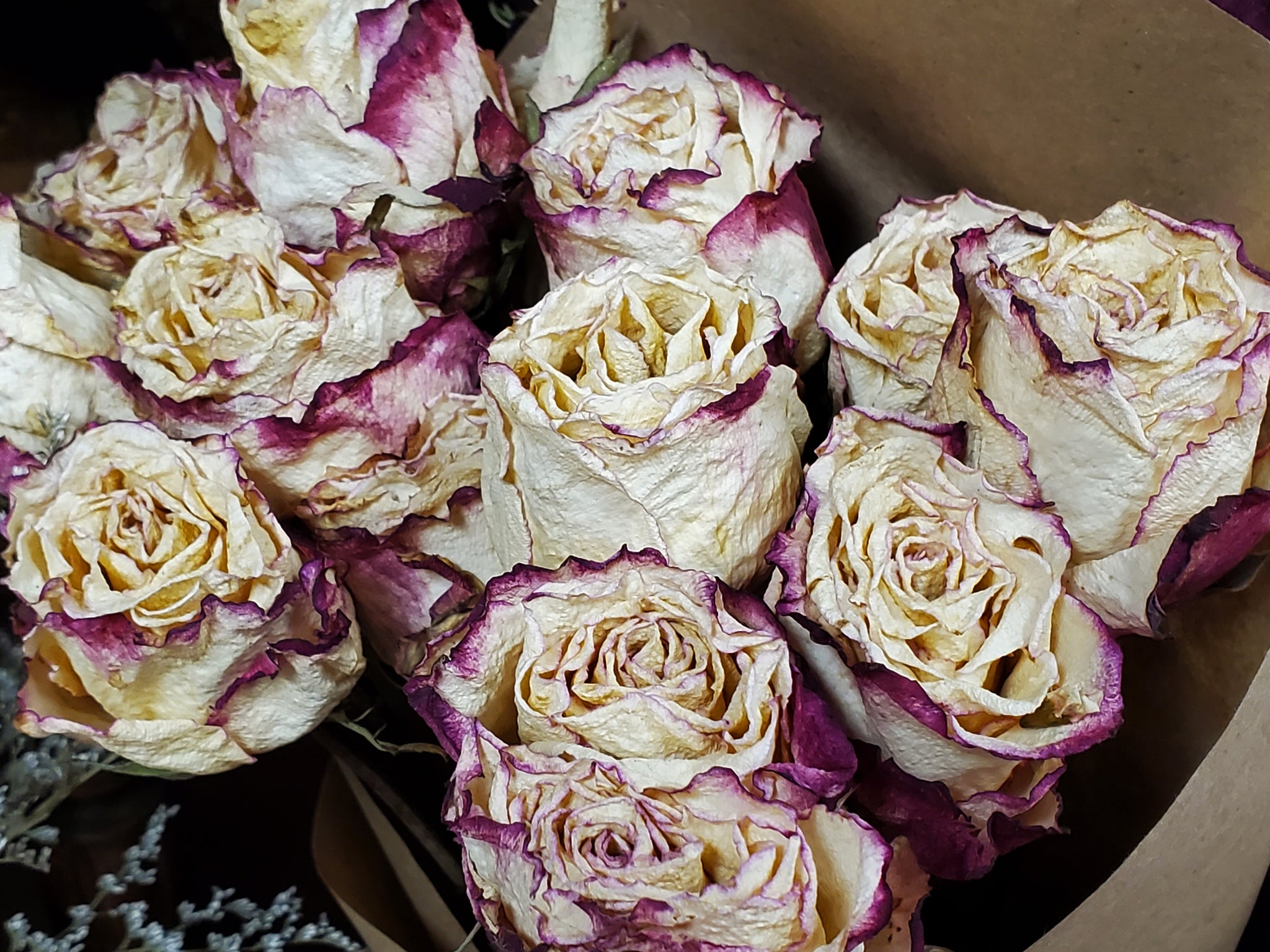 Dried Roses, Cream with Burgundy Edges (1 Dozen) - E's Florals