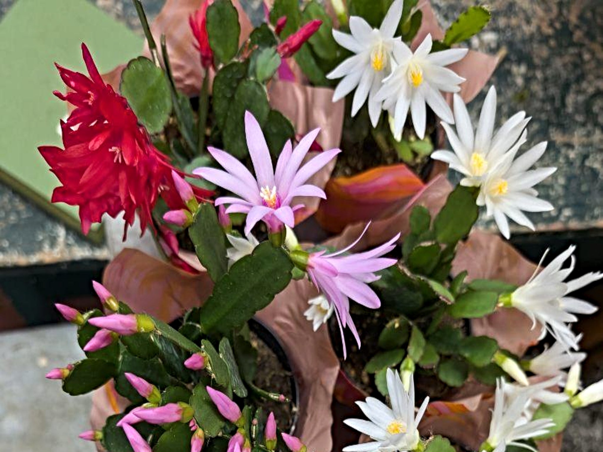 Root A Spring Cactus Spring Cactus - E's Florals