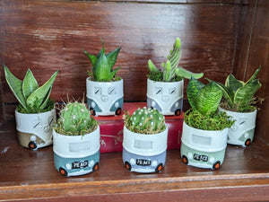 Peace Van Ceramic Pot with Succulent or Cactus