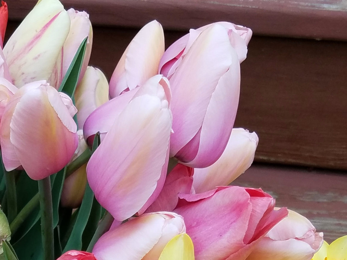 Tulips, Potted Bulb