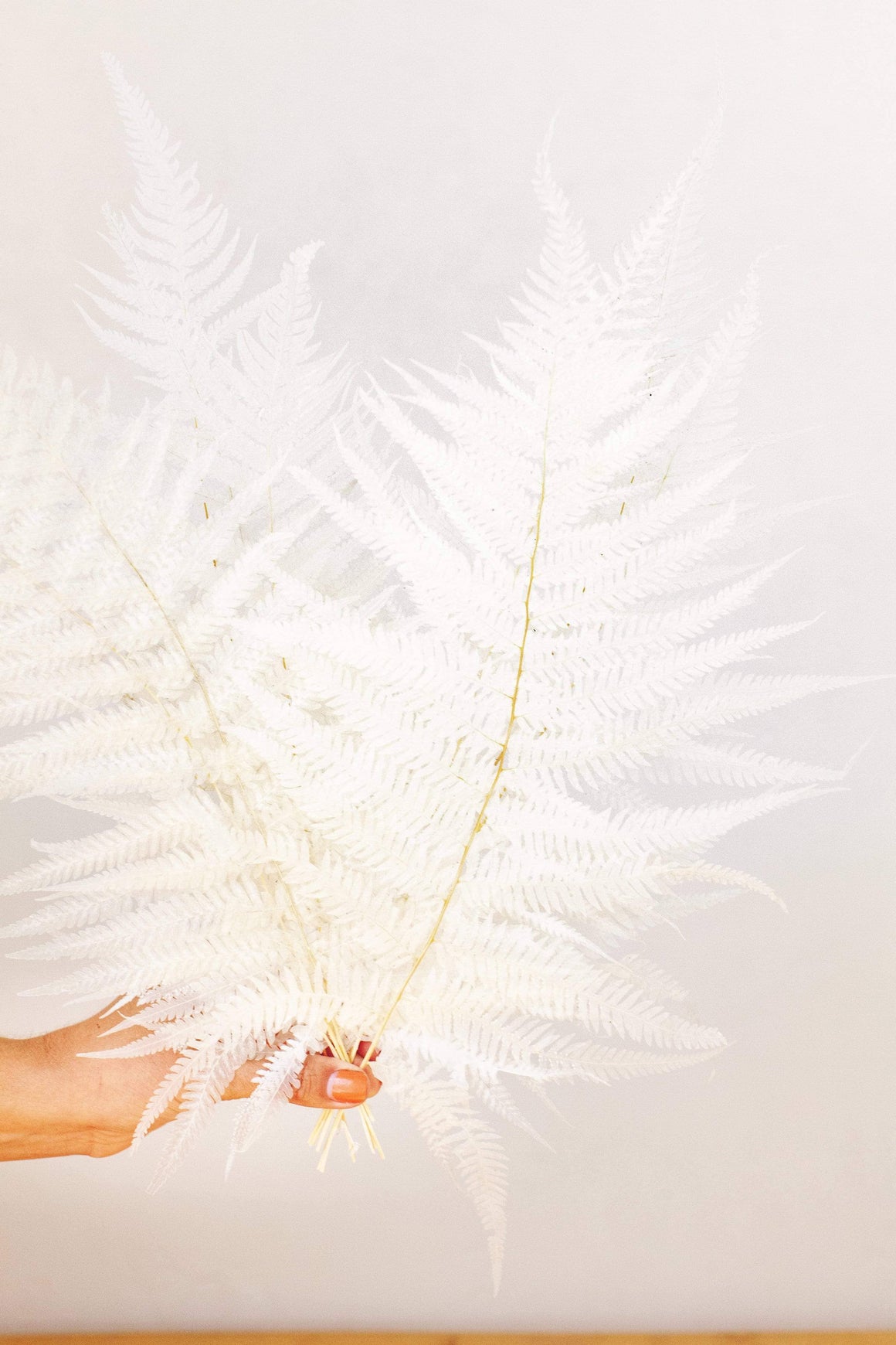 White Preserved Fern