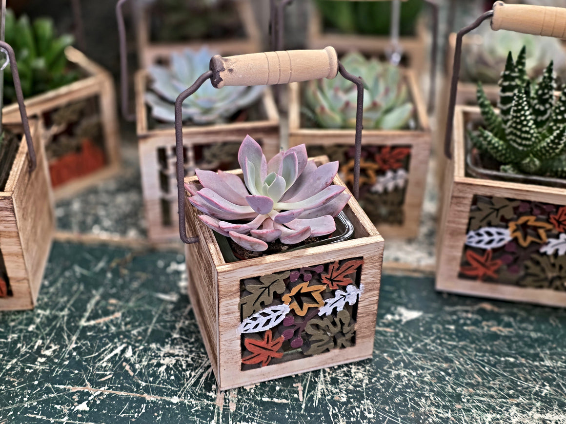 Wooden Cut-Out Container with Succulent