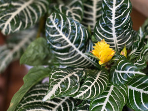 Zebra Plant