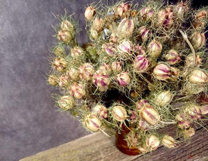 Dried Love-in-a-Mist, Dried Nigella Flowers