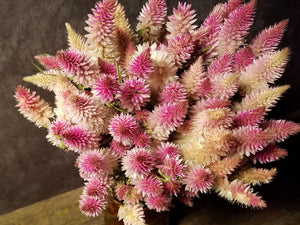 Dried Celosia Flowers, Flamingo Feather