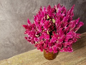 Dried Celosia Flowers, Ruby Parfait