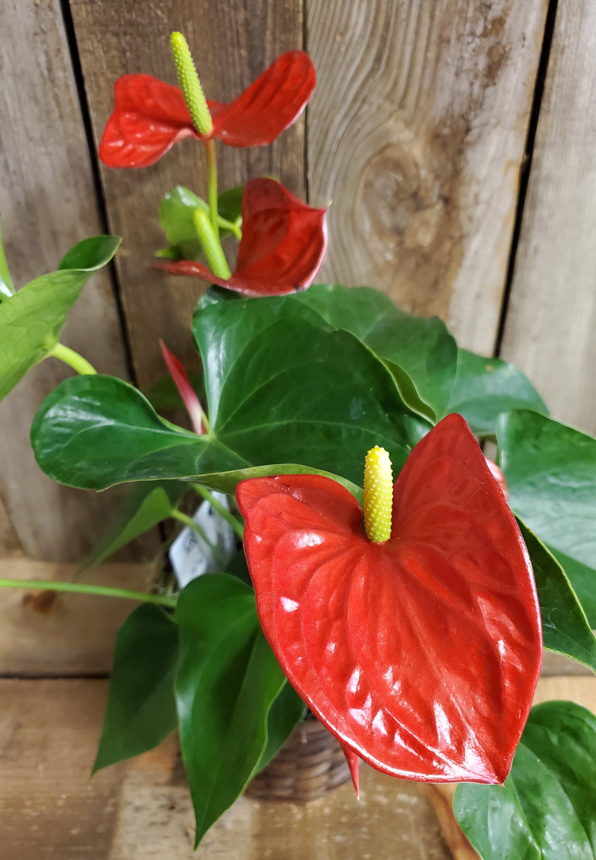 anthurium anthurium flower anthurium flowers carithers flowerscarithers flowers Anthurium