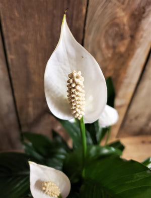 Peace Lily