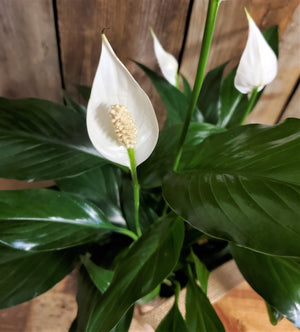 Peace Lily