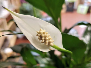 Peace Lily