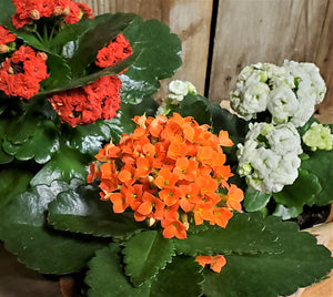 Kalanchoe