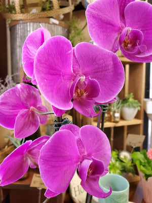 Orchid Plant