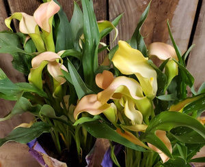 Mini Calla Lily Plant