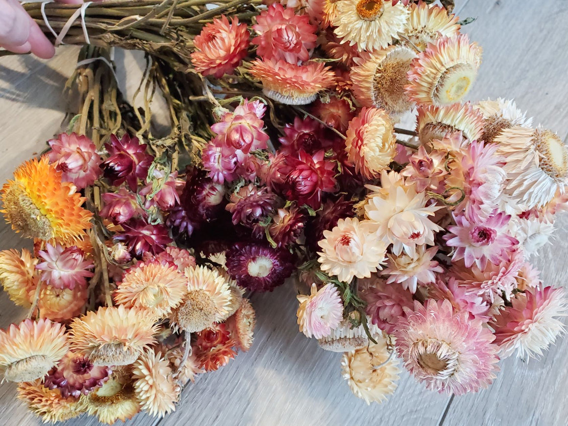 Dried Strawflower