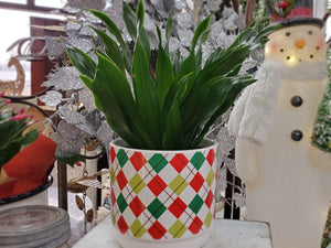 Green Plant, Florist's Choice