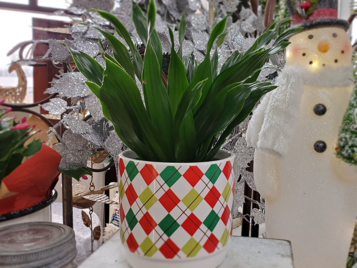 Green Plant in Holiday Container