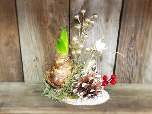 Amaryllis, Waterless