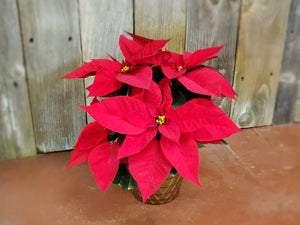 Poinsettia