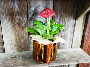 Copper Colored Planter with 4" Plant