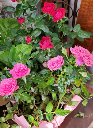 Mini Rose Bush