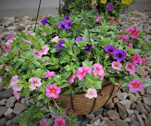 Hanging Flower Basket