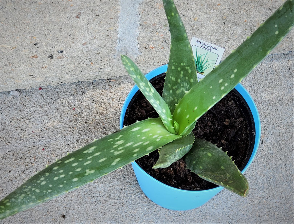 Aloe Vera Plant
