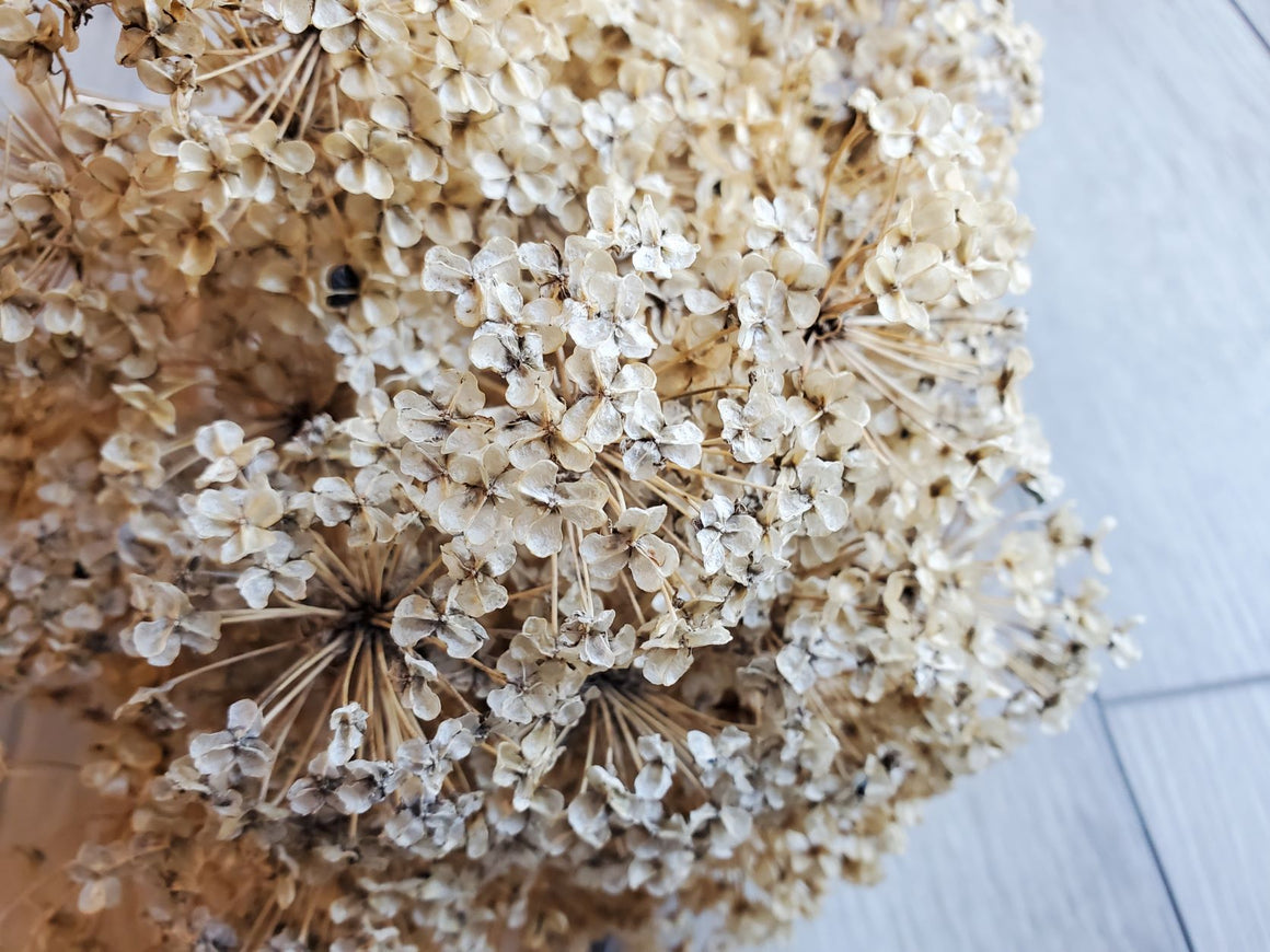 Dried Garlic Chive Flowers