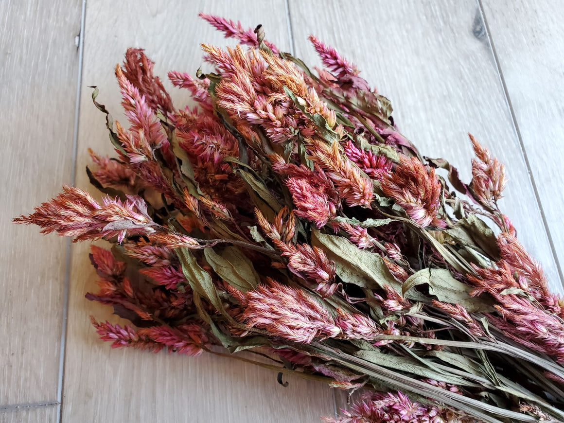 Dried Celosia Flowers, Dark Peach/Pink