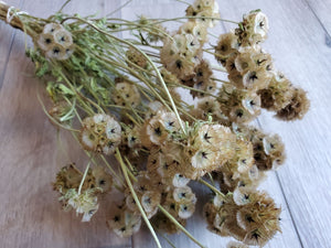 Dried Starflower (Scabiosa)