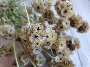 Dried Starflower (Scabiosa)