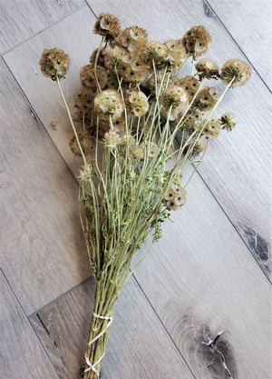 Dried Starflower (Scabiosa)