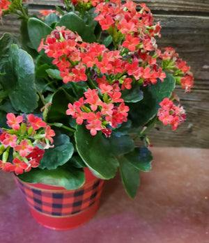 Kalanchoe