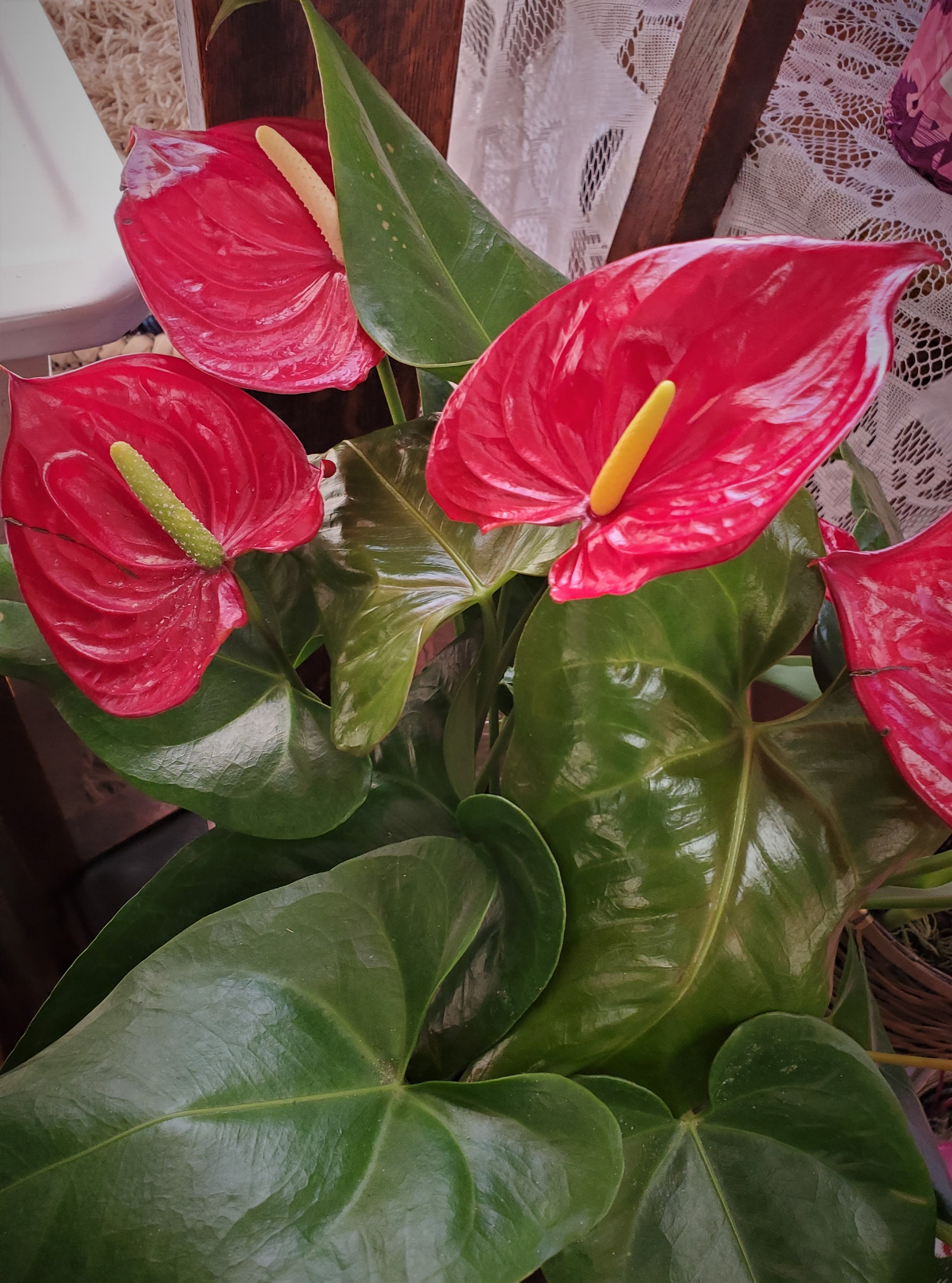 anthurium flores Anthurium