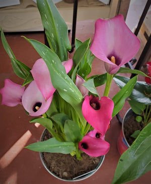 Mini Calla Lily Plant