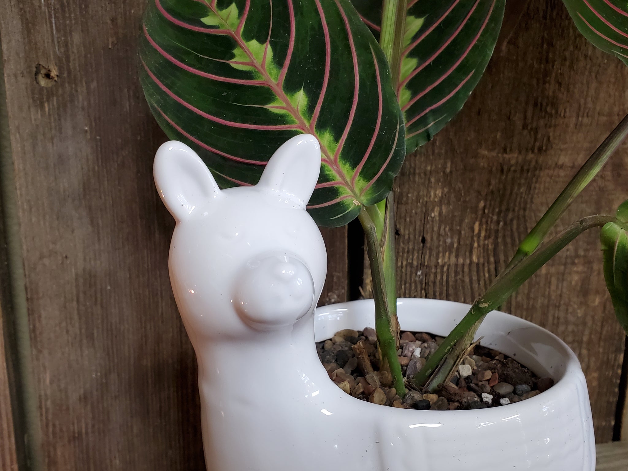 llama succulent pot Llama Ceramic Planter (with or without Green Plant)