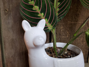 Llama Ceramic Planter (with or without Green Plant)