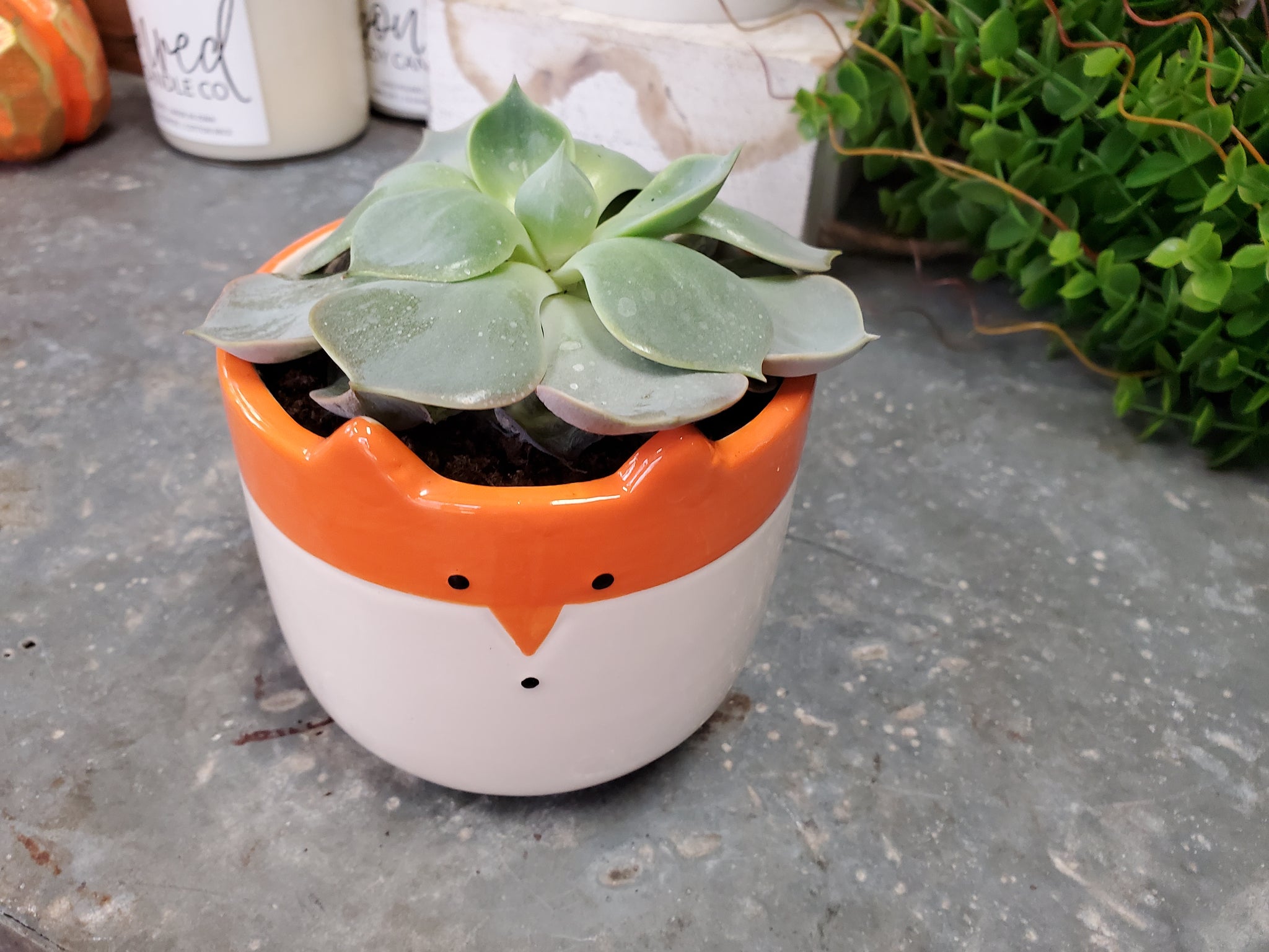 fox and fern plant pot Fox Ceramic Pot with Succulent